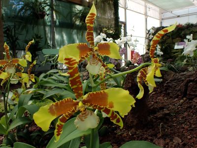 V botanické zahradě byly i krásné sbírky orchidejí.